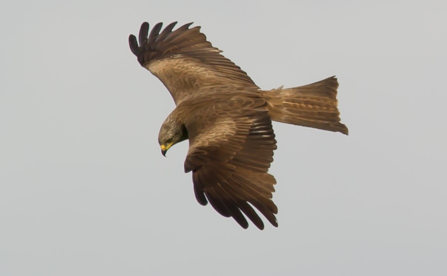 Greifvogel in voller Pracht