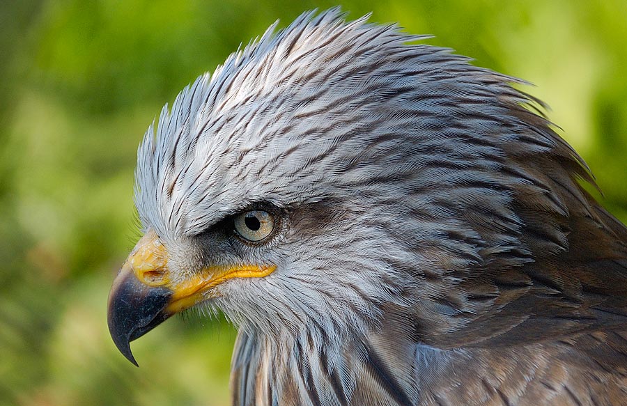Gewicht Adler Gewicht Adler