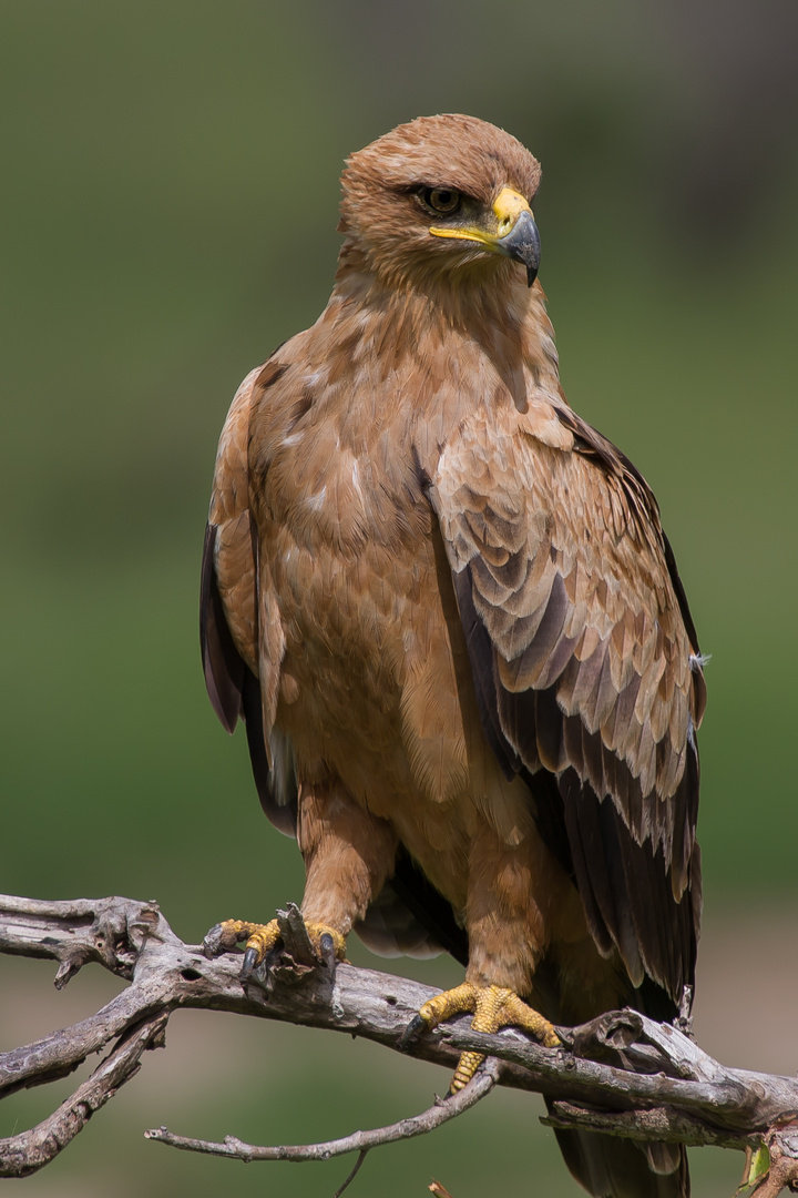 Greifvogel, Krüger Park, Südafrika