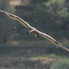 Greifvogel - Ligurien 2009