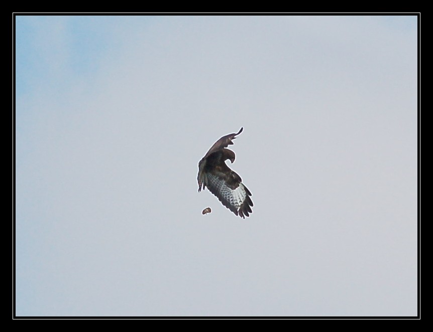 Greifvogel mit Beute