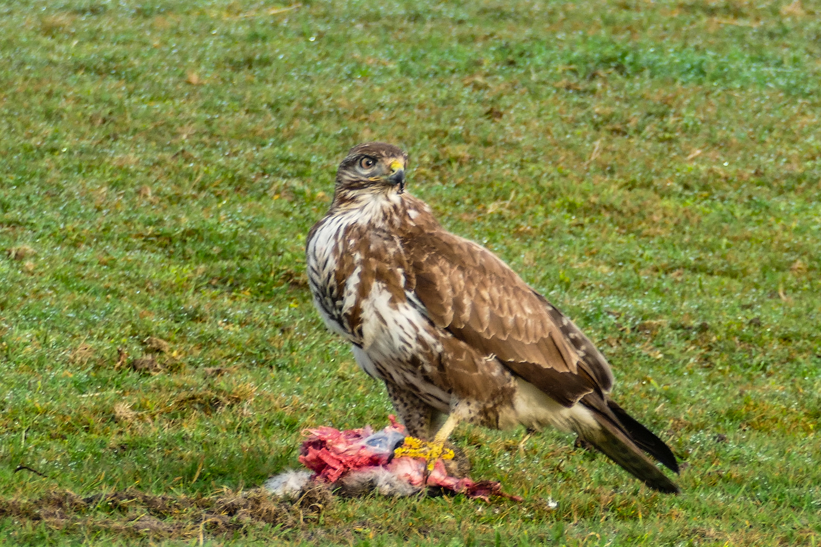 Greifvogel mit Beute