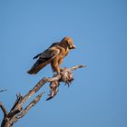 Greifvogel mit Beute 