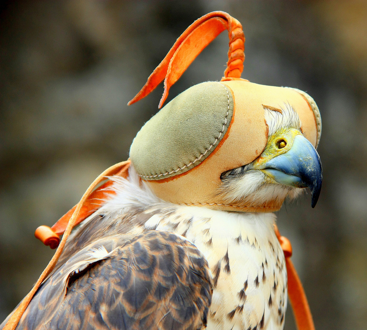 Greifvogel mit Maske