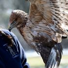 Greifvogel mit Pflegerin