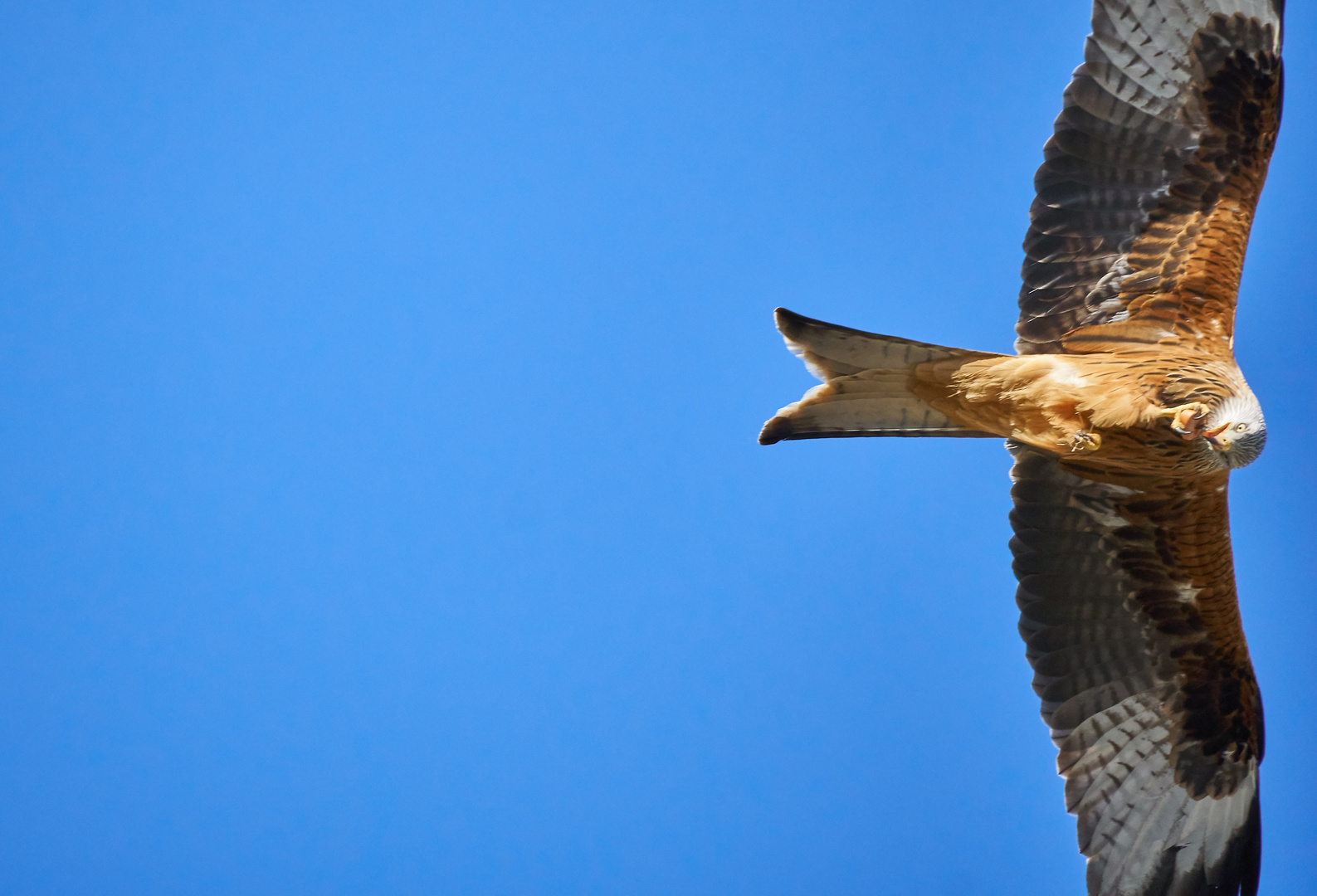 Greifvogel mit Wurstscheibe ?