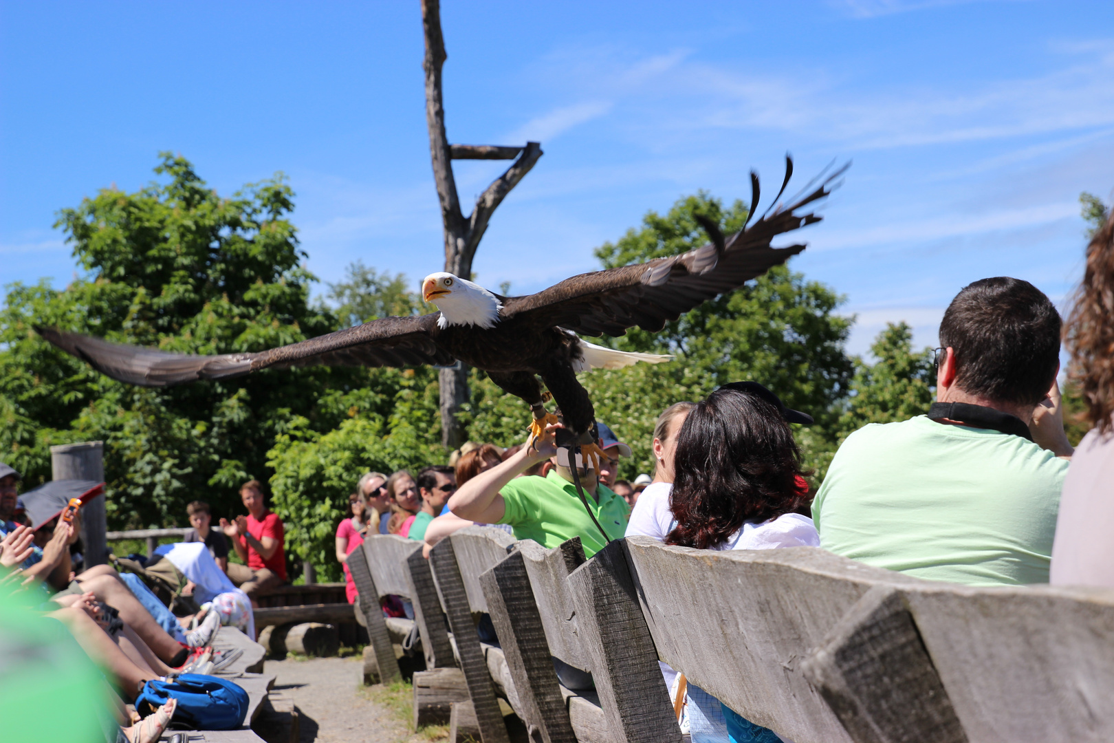 Greifvogel mittendrin statt nur dabei...