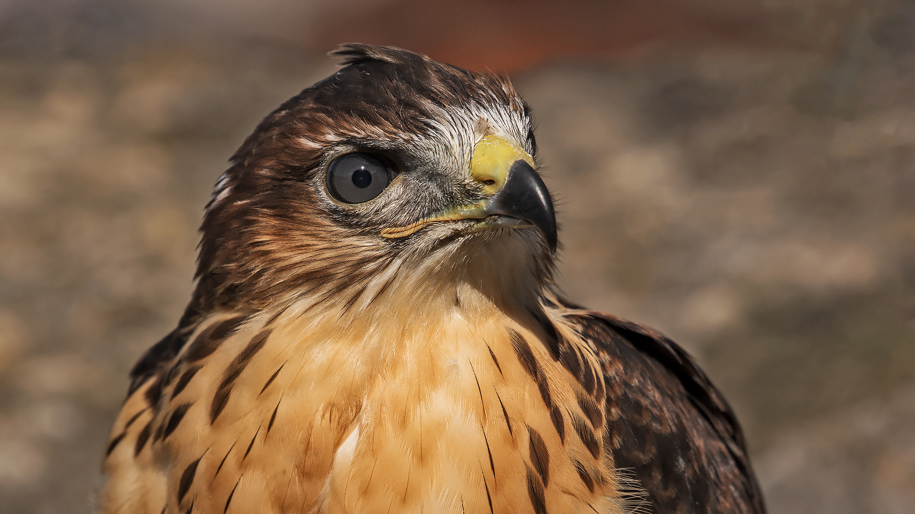 Greifvogel Portrait