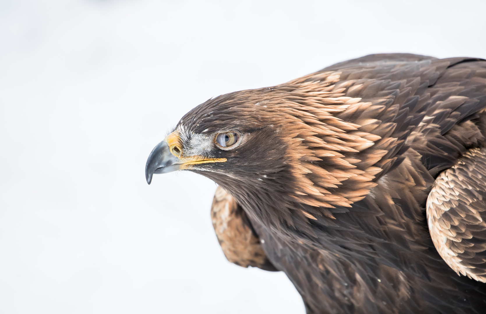 Greifvogel Portrait