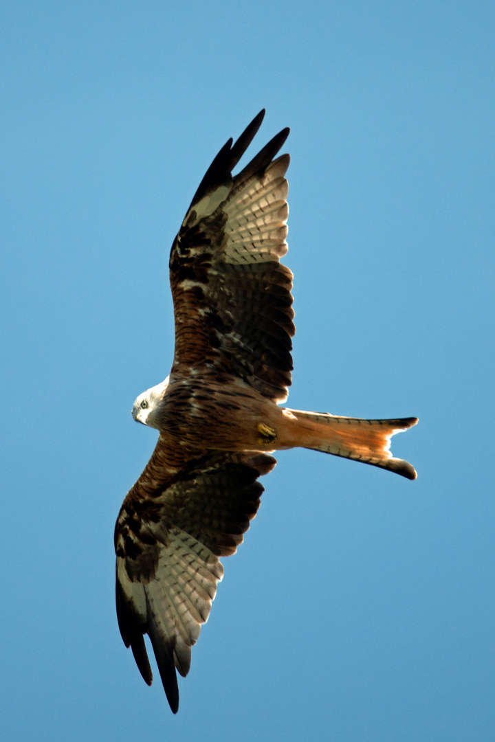 Greifvogel / Rotmilan Beuteflug