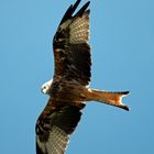 Greifvogel / Rotmilan Beuteflug