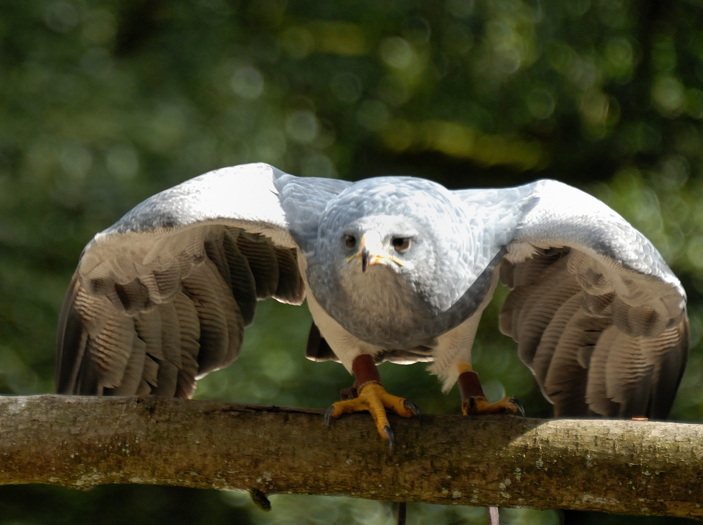 Greifvogel-Schau im Hochwildschutzpark Hunsrück, Rheinböllen