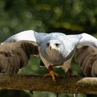 Greifvogel-Schau im Hochwildschutzpark Hunsrück, Rheinböllen