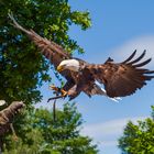 Greifvogel Schau im Wildpark Freisen ( Saarland)