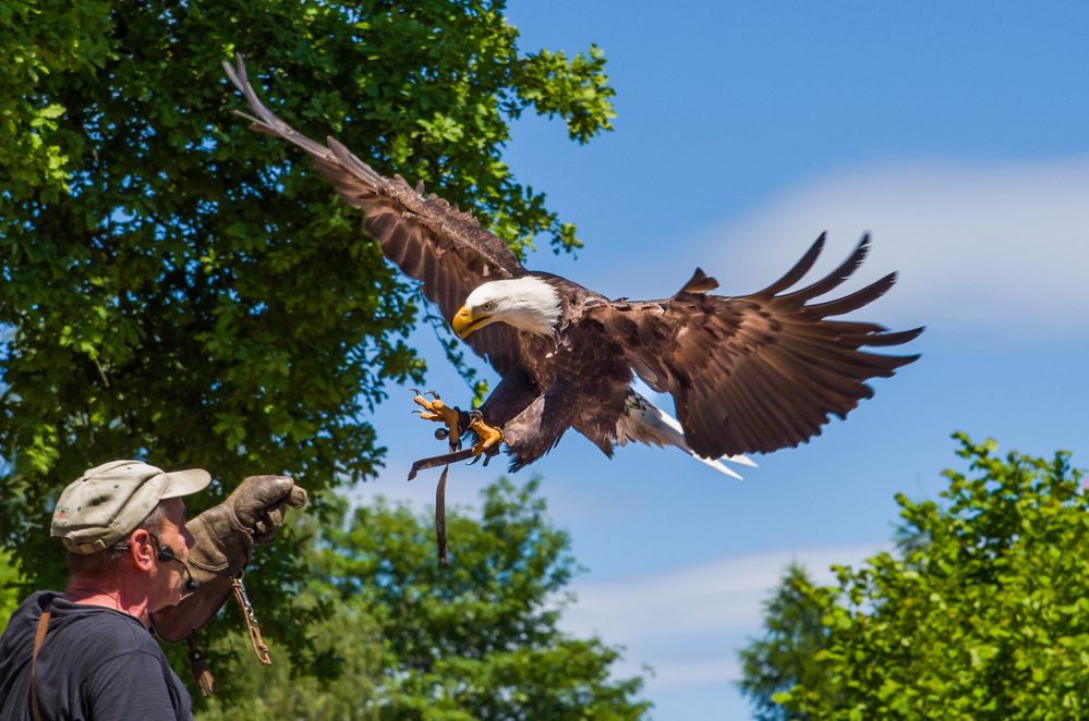 Greifvogel Schau im Wildpark Freisen ( Saarland)