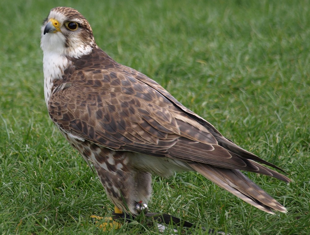 Greifvogel Show Burg Hohenneuffen 5