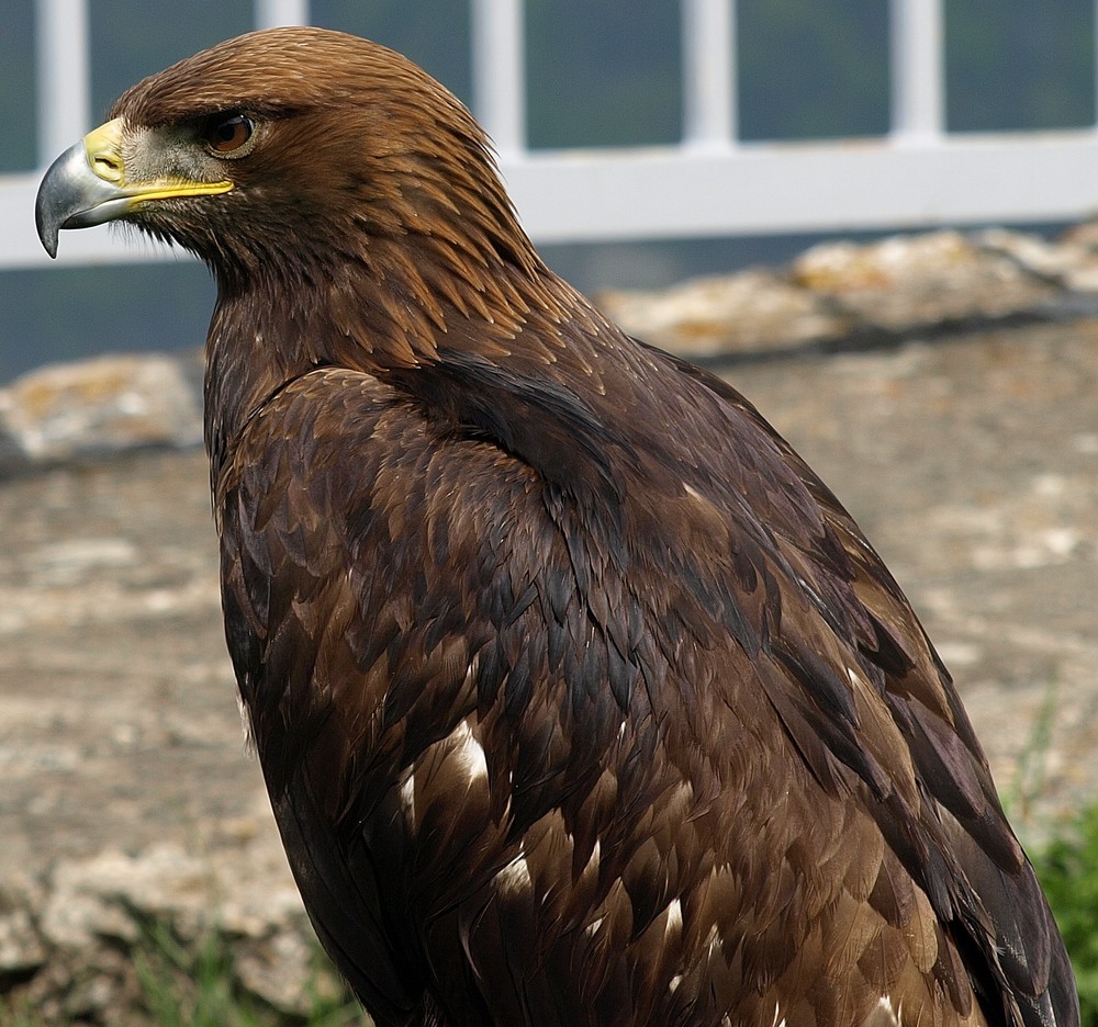 Greifvogel Show Burg Hohenneuffen