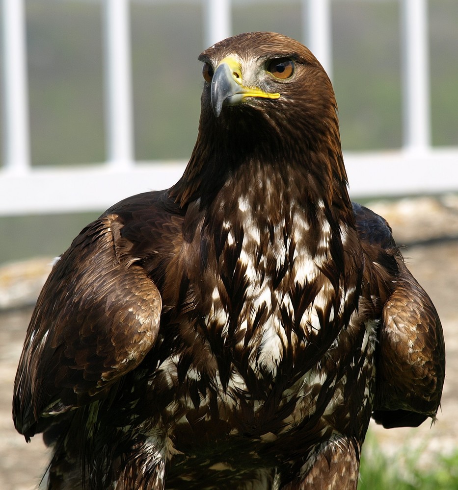 Greifvogel Show Burg Hohenneuffen