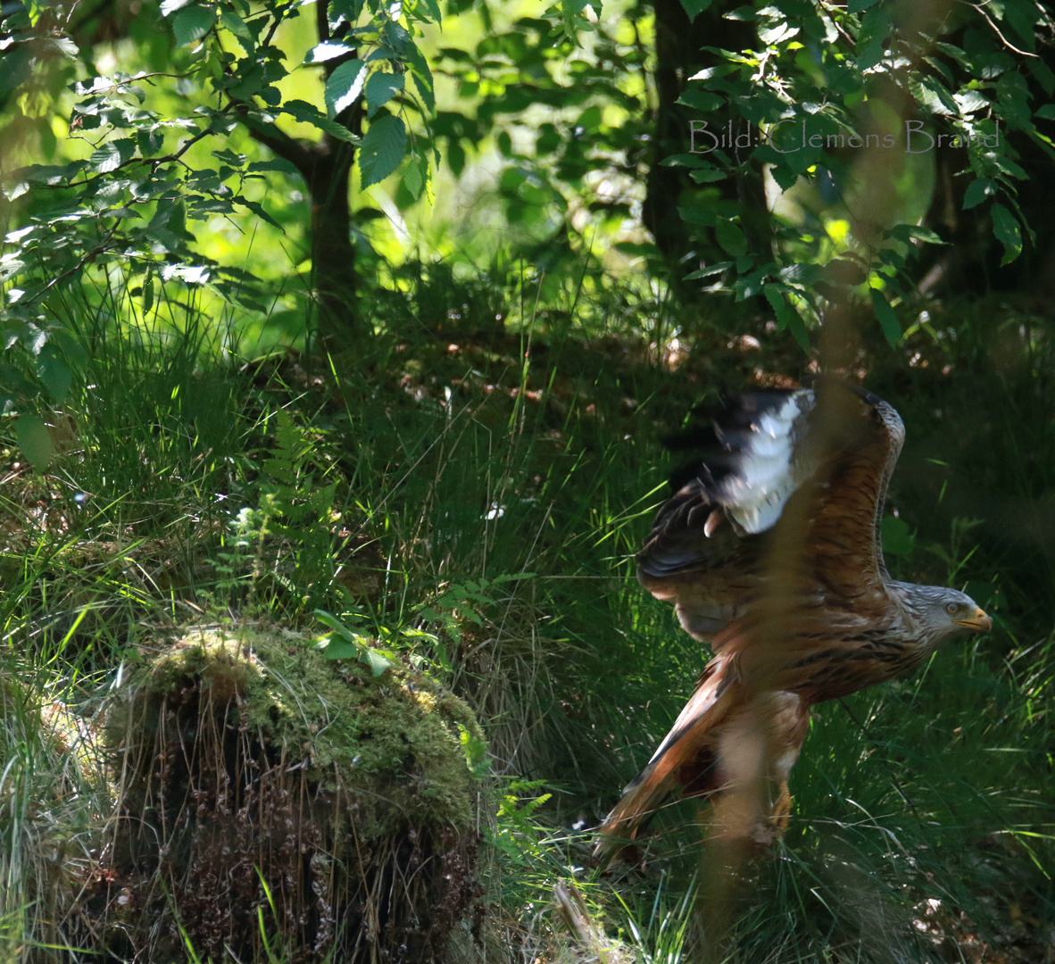 Greifvogel startet aus dem Dickicht 