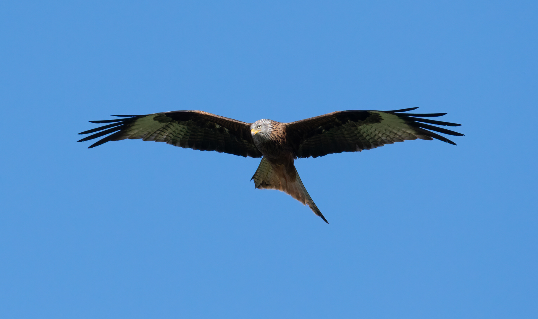 Greifvogel Tongruben bei Bensheim 2 2021