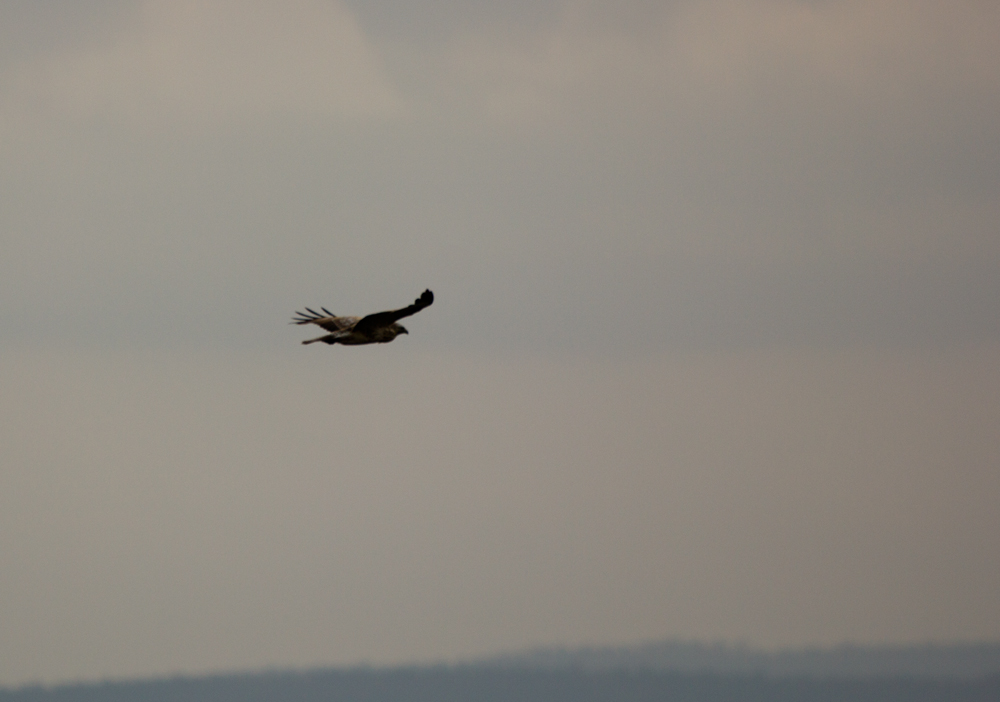 Greifvogel über Nordhessen