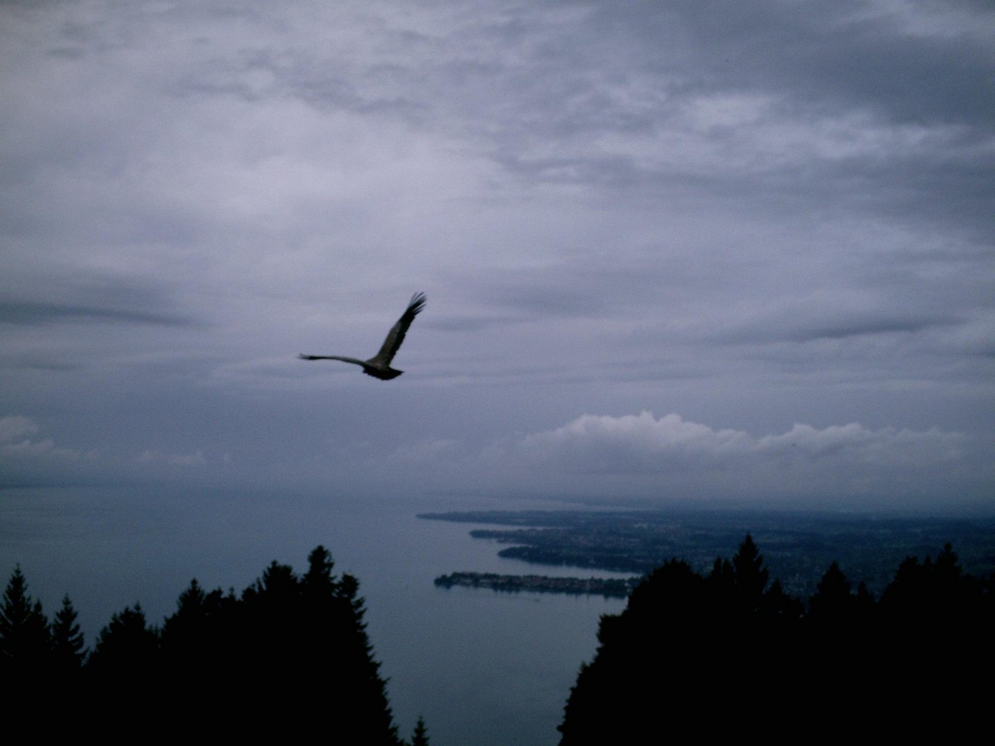 Greifvogel über´m Bodensee