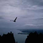 Greifvogel über´m Bodensee