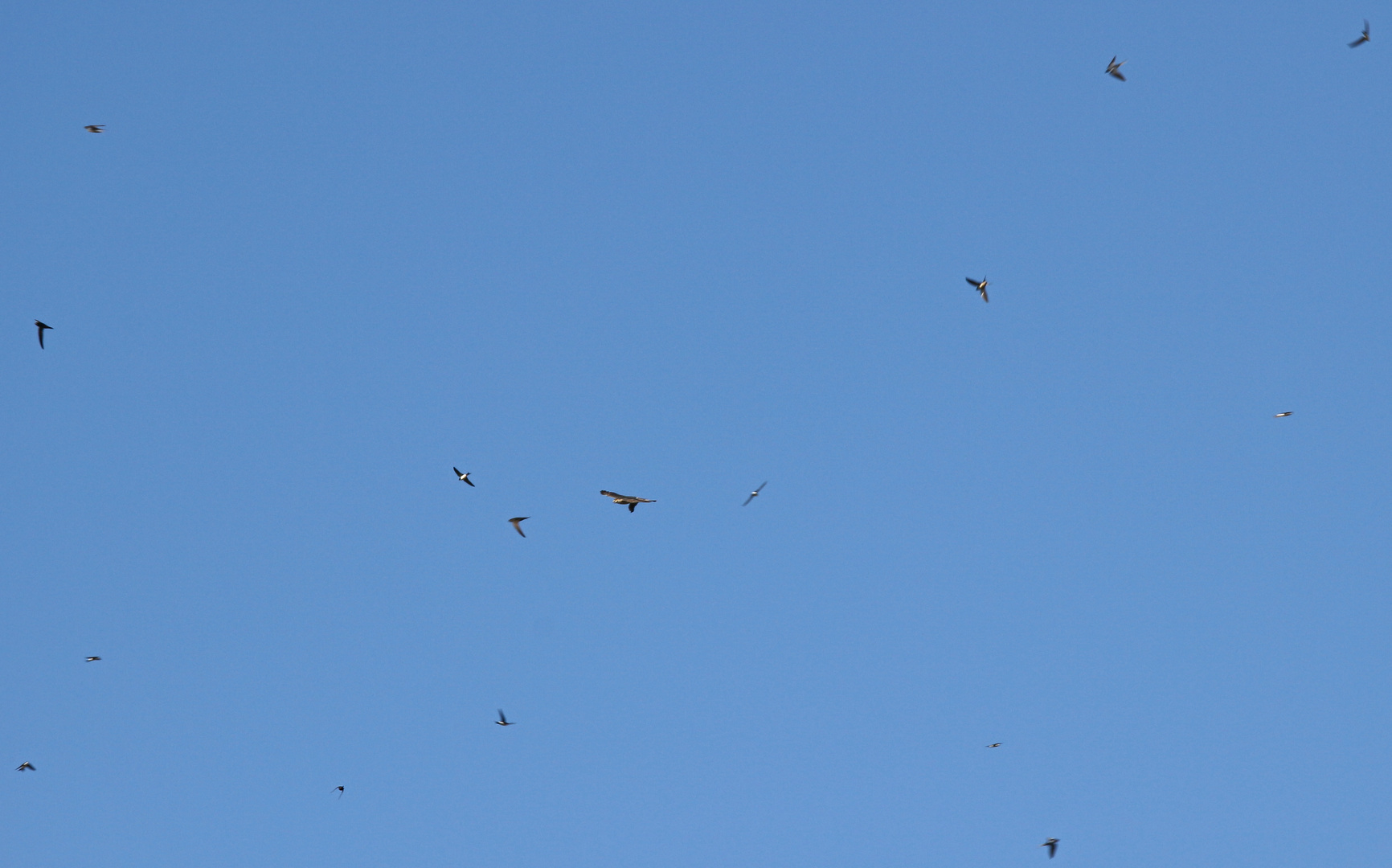 Greifvogel und Singvögel (2017_06_19_EOS 100D_1796_ji)