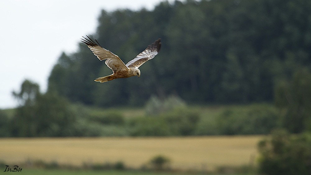 Greifvogel - Wiesenweihe