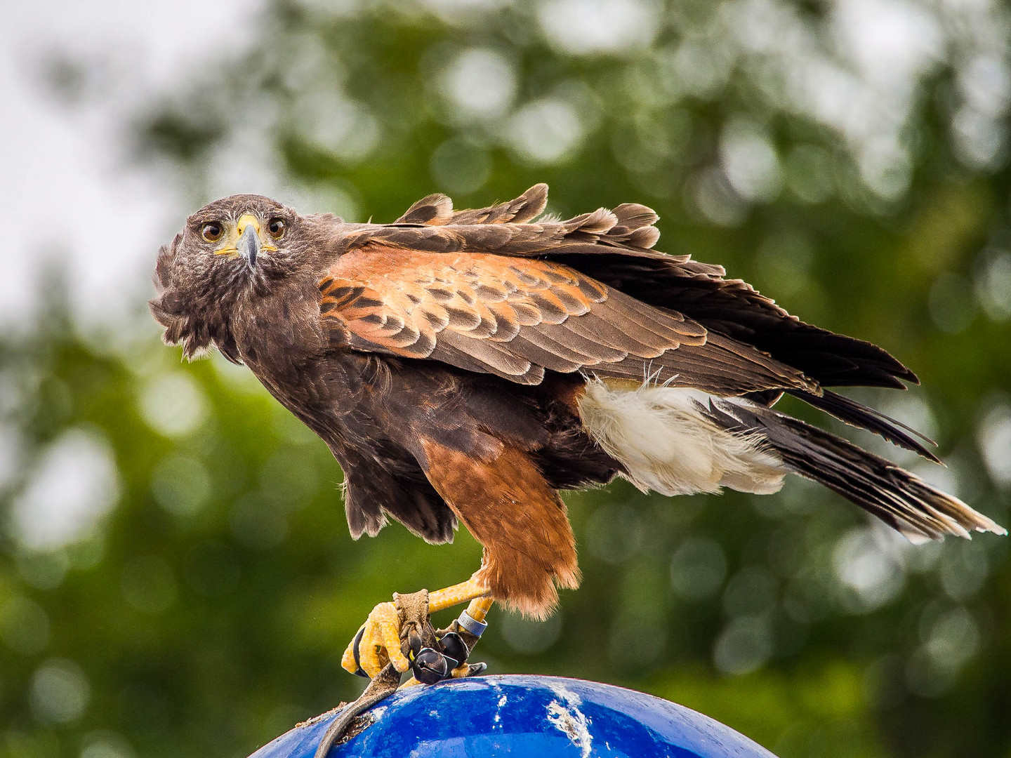 Greifvogel Zingst