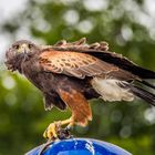 Greifvogel Zingst