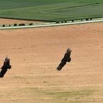 Greifvogelflug im Neckartal