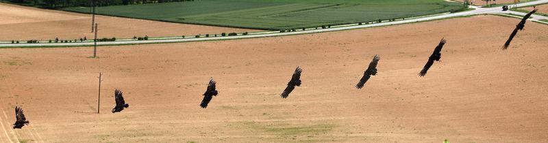 Greifvogelflug im Neckartal