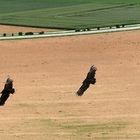 Greifvogelflug im Neckartal