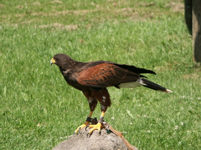 Greifvogelflugschau Freisen