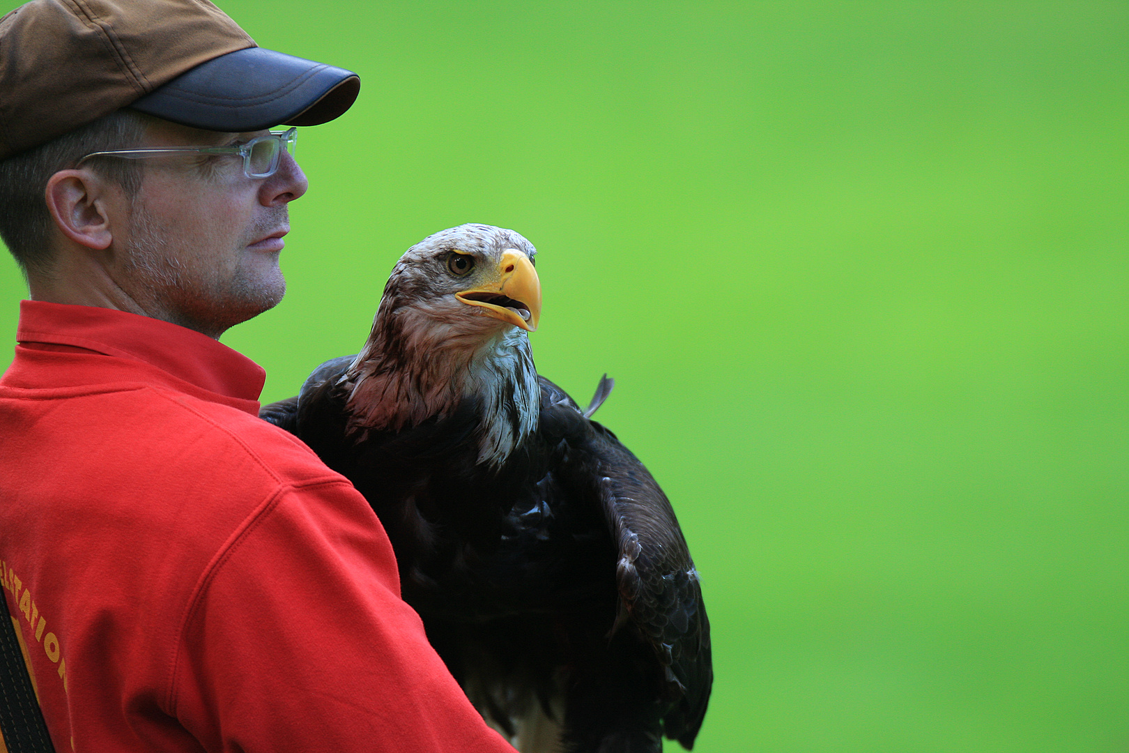 Greifvogelflugshow Hellenthal Eifel