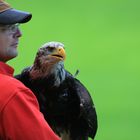 Greifvogelflugshow Hellenthal Eifel