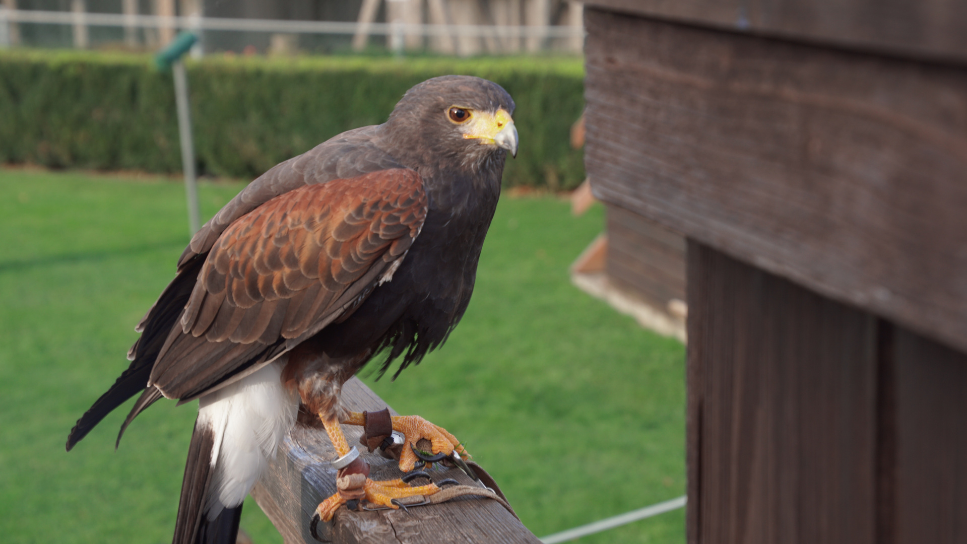 Greifvogelpark Buchs SG Schweiz