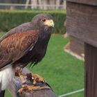 Greifvogelpark Buchs SG Schweiz