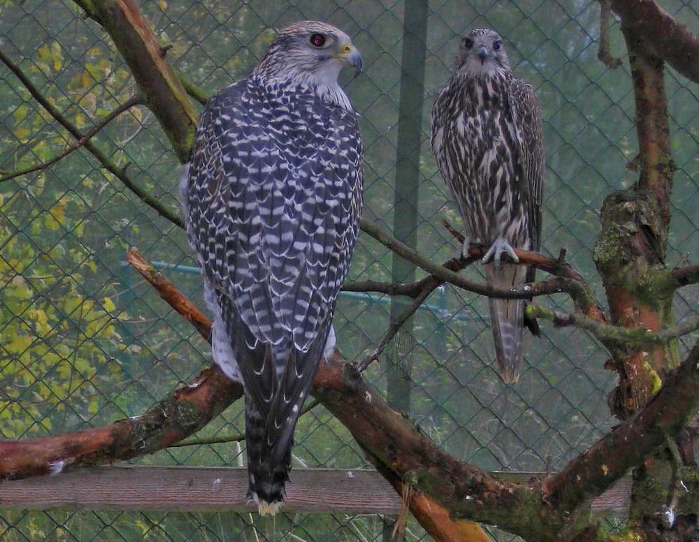 Greifvogelpark Wunsiedel: Sakerfalken