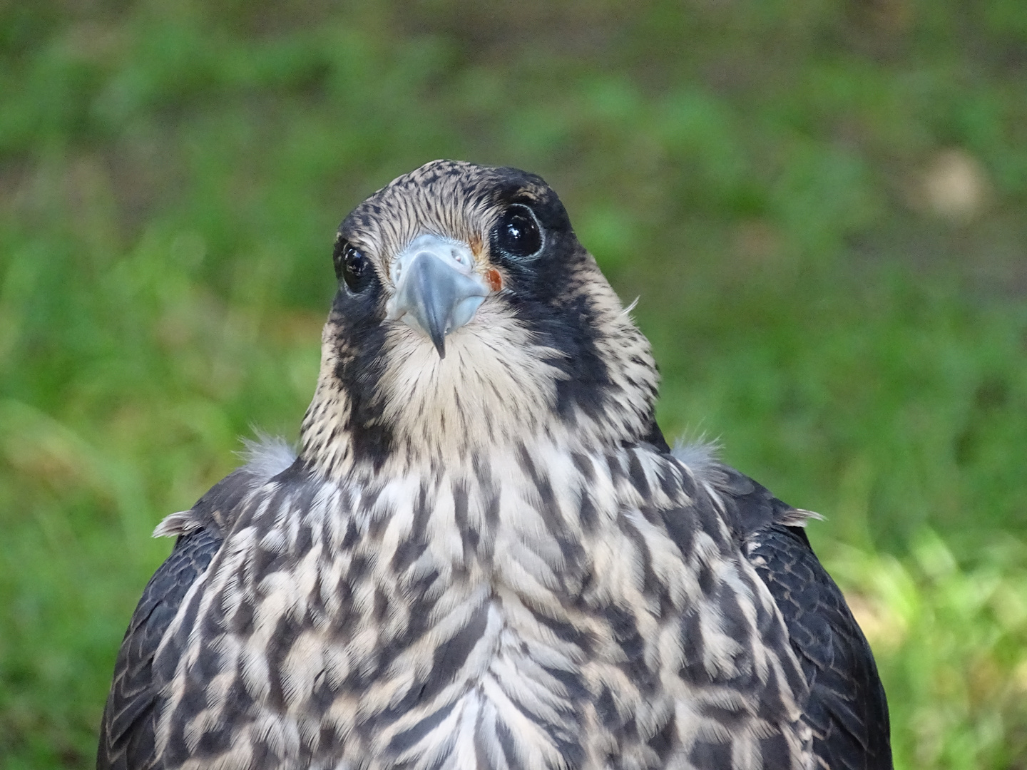 Greifvogelportrait