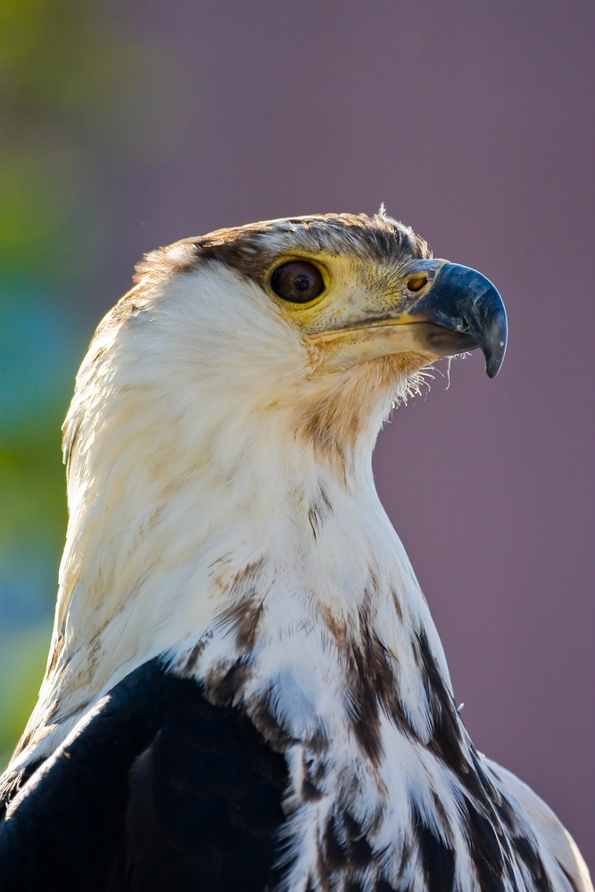 Greifvogelportrait