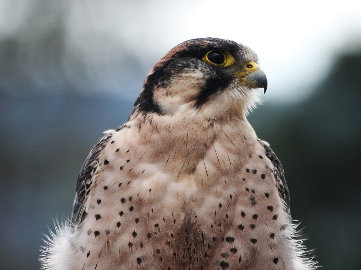 Greifvogelportrait