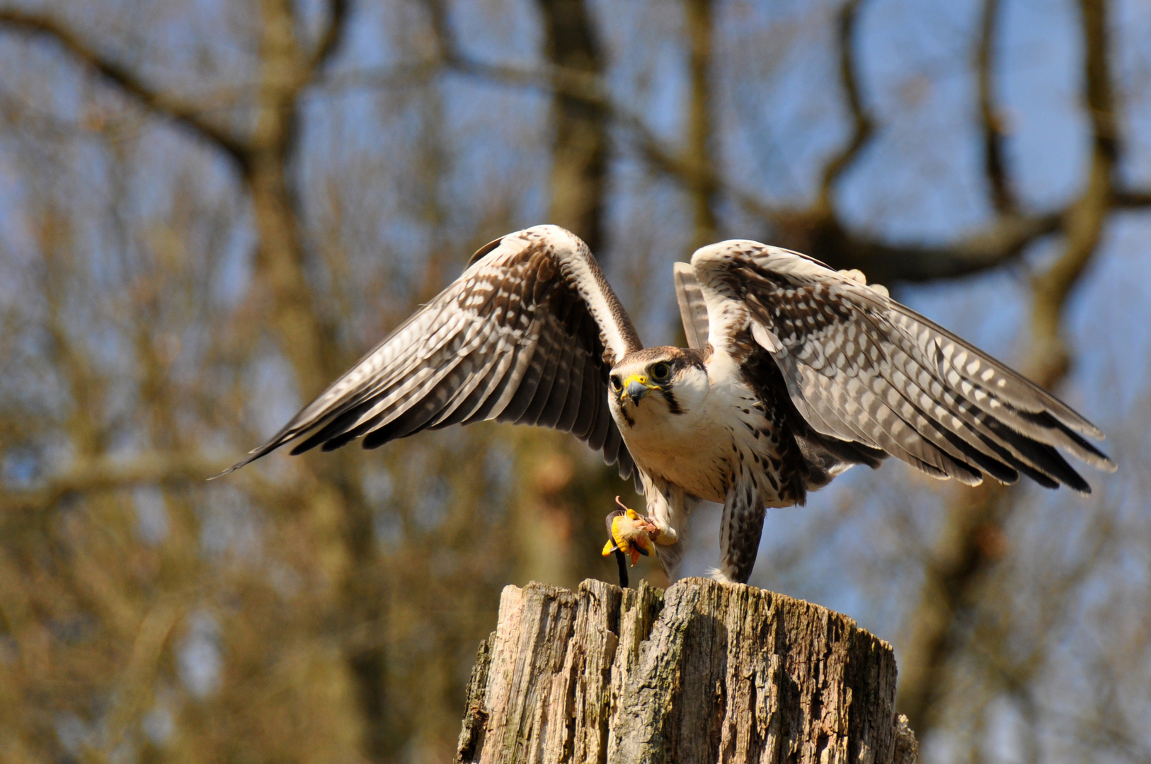 Greifvogelschau 1