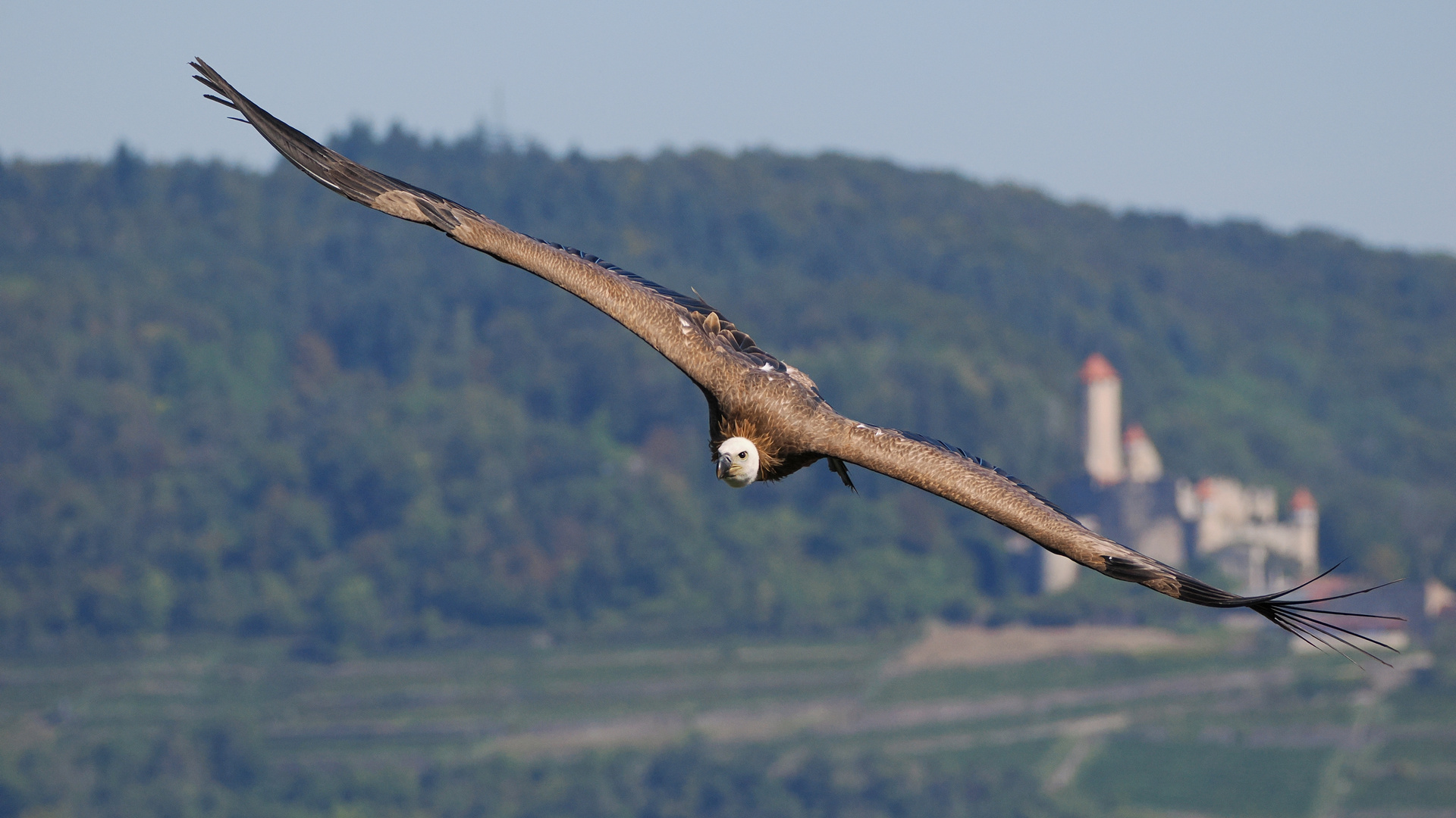 Greifvogelschau.....