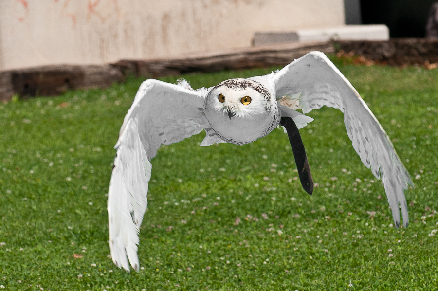 Greifvogelschau auf der Riegersburg 10