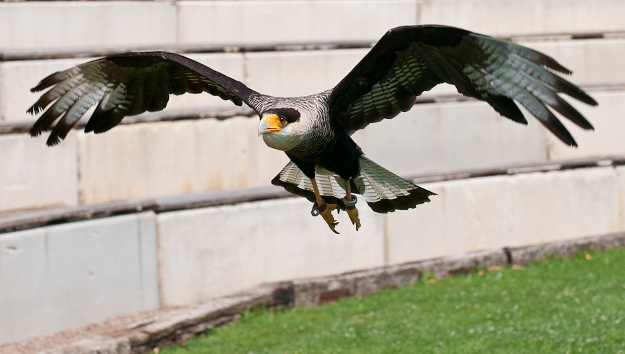 Greifvogelschau auf der Riegersburg 3