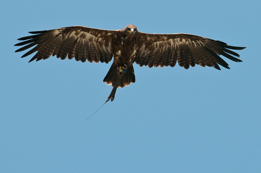 Greifvogelschau auf der Riegersburg 5