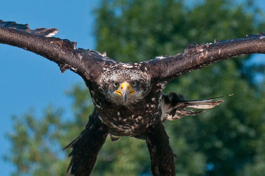 Greifvogelschau auf der Riegersburg 6 Foto & Bild | tiere ...
