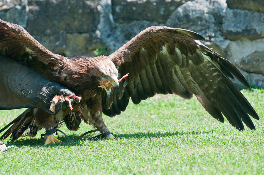 Greifvogelschau auf der Riegersburg 7